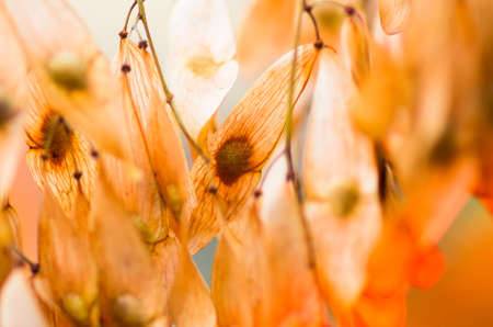 Dry seeds of a tree in fine autumn weather backgroundの写真素材