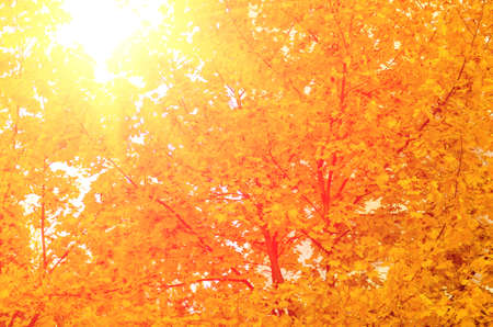 autumn yellow maple leaves on the tree backgroundの写真素材