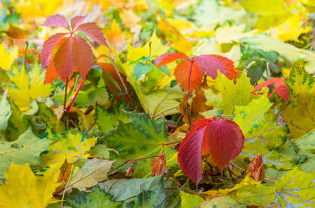 autumn yellow maple leaves on the ground backgroundの写真素材