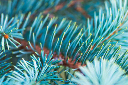 beautiful branch of blue spruce green background closeの写真素材