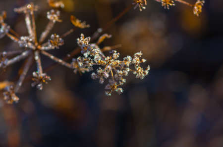 Ice crystals on dry grass in autumnの写真素材