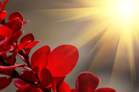 Red leaves in late fall on the bushの写真素材