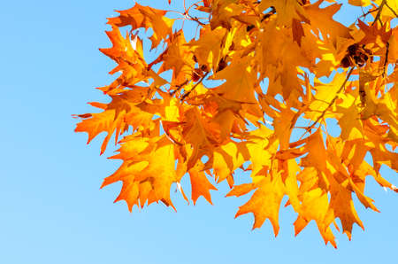 Autumn leaves on a tree against the blue sky on a sunny day