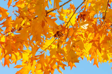 Autumn leaves on a tree against the blue sky on a sunny day