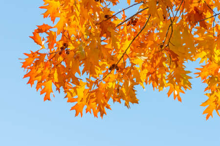 Autumn leaves on a tree against the blue sky on a sunny day