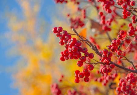 Ripe rowan fruits on the tree with blue sky background, Sorbus aucuparia