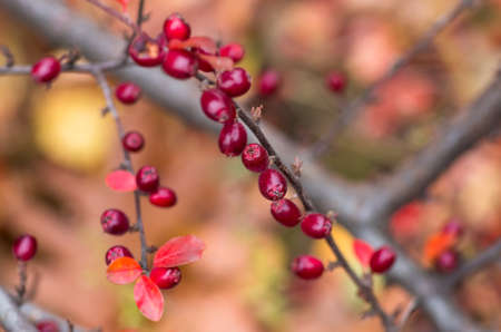 Red ripe berries on a branch in autumn