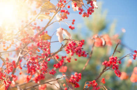 Ripe rowan fruits on the tree with blue sky background, Sorbus aucupariaの写真素材