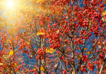 Ripe rowan fruits on the tree with blue sky background, Sorbus aucupariaの写真素材