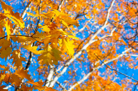 Autumn leaves on a tree against the blue sky on a sunny day