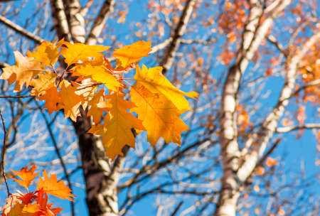 Autumn leaves on a tree against the blue sky on a sunny day
