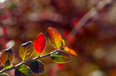 Red green leaves in late fall on the bush