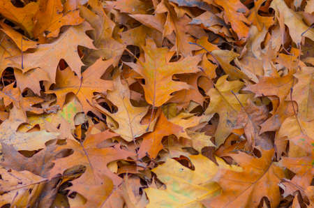 Yellow autumn leaves on the ground background