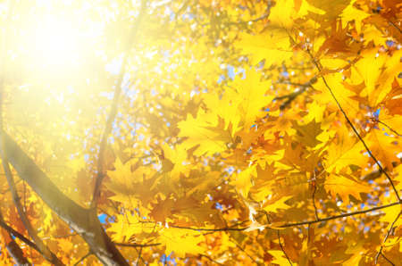 Autumn leaves on a tree against the blue sky on a sunny dayの写真素材