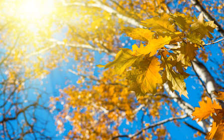 Autumn leaves on a tree against the blue sky on a sunny dayの写真素材