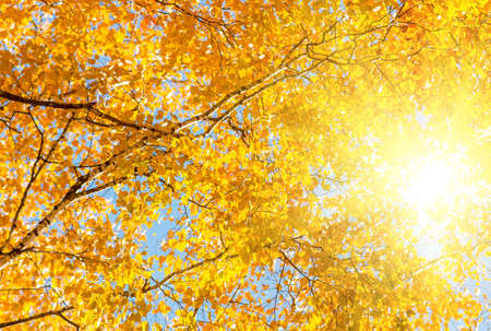 Autumn leaves on a tree against the blue sky on a sunny day