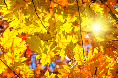 Autumn leaves on a tree against the blue sky on a sunny day