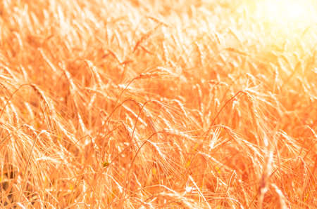 A wheat field, fresh crop of wheat.の写真素材