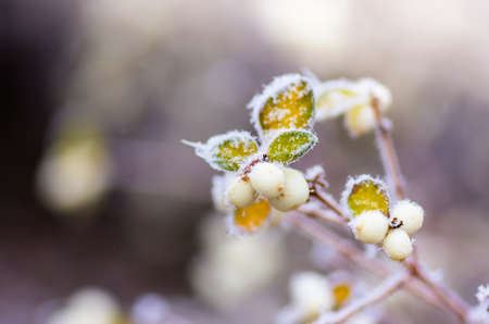 Hoarfrost on the bushes and snowberry berries in early winterの写真素材