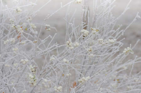 Hoarfrost on the bushes and snowberry berries in early winterの写真素材
