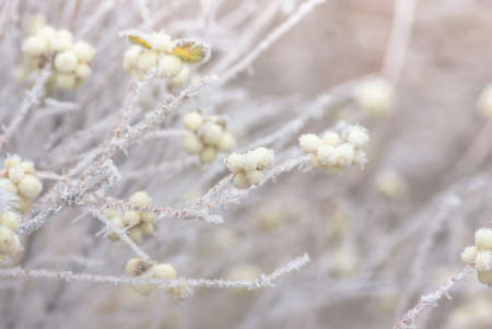 Hoarfrost on the bushes and snowberry berries in early winterの写真素材