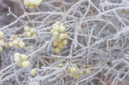 Hoarfrost on the bushes and snowberry berries in early winterの写真素材