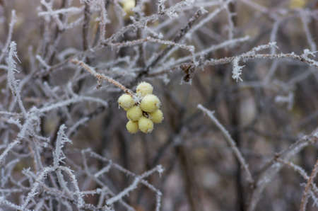 Hoarfrost on the bushes and snowberry berries in early winterの写真素材