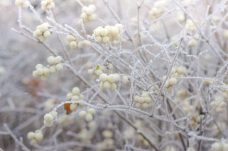 Hoarfrost on the bushes and snowberry berries in early winterの写真素材