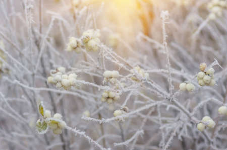 Hoarfrost on the bushes and snowberry berries in early winter