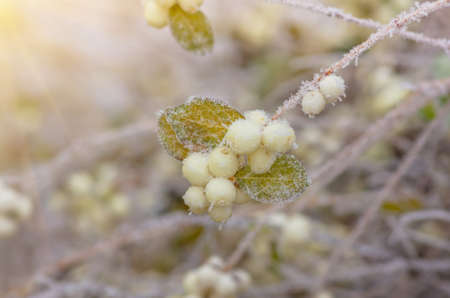 Hoarfrost on the bushes and snowberry berries in early winterの写真素材
