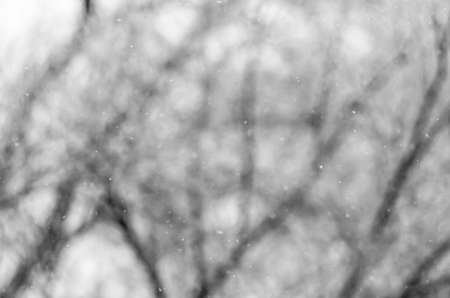 Flying small Christmas light snow on a background of treesの写真素材