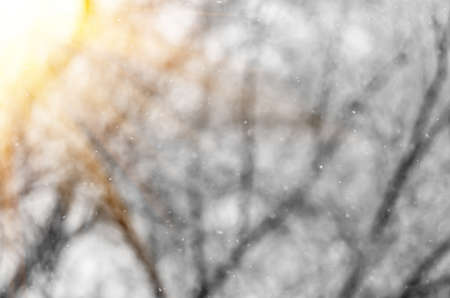Flying small Christmas light snow on a background of treesの写真素材