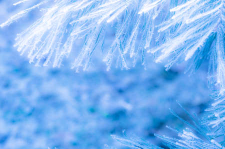 Blur abstract background with pine branches in the frostの写真素材