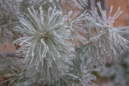 Beautiful hoarfrost, snow on pine, spruce, early winter before the holiday Christmasの写真素材