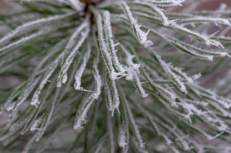 Beautiful hoarfrost, snow on pine, spruce, early winter before the holiday Christmas