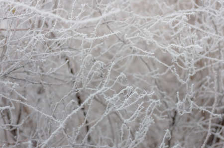 Beautiful white winter frost on the trees and bushesの写真素材