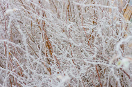 Beautiful white winter frost on the trees and bushesの写真素材