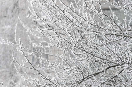 Beautiful white winter frost on the trees and bushesの写真素材