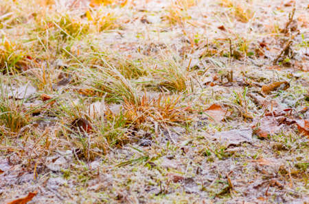 winter snow and frost on the grass when the first frostの写真素材
