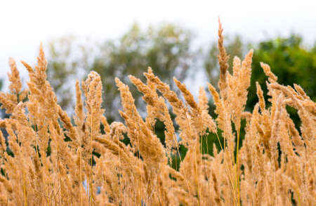 Beautiful yellow grass in the early morningの写真素材