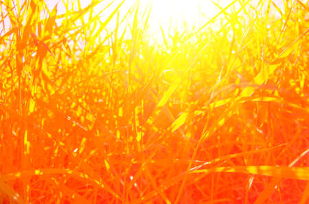 beautiful wild summer grass red sun backgroundの写真素材