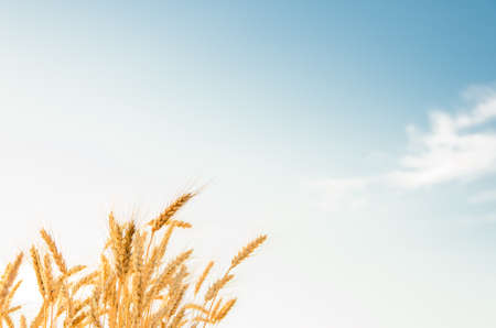 A wheat field, fresh crop of wheat.の写真素材