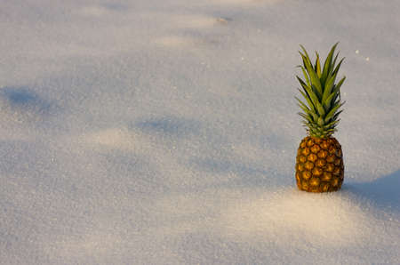Fresh pineapple standing on the snow in the winterの写真素材