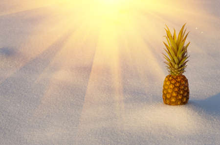 Fresh pineapple standing on the snow in the winterの写真素材