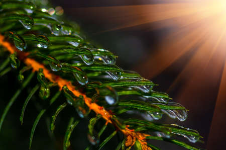 Spruce with frozen water droplets on the needles close