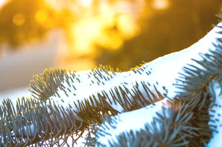 Christmas tree in the snow. Winter landscape with tree. Spruce in the snow. The branches of trees in winter. The spruce branches. Fir. Pine. Background. Christmas.の写真素材