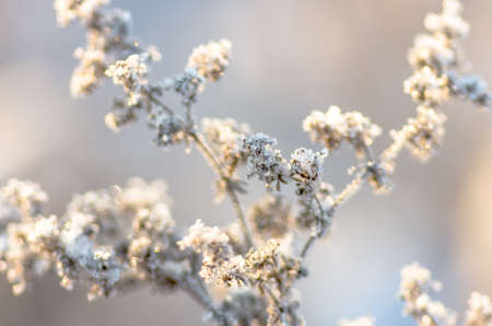 Frozen dry grass covered with snow on a winter morning