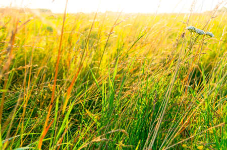 Green yellow wild grass in the spring and summer