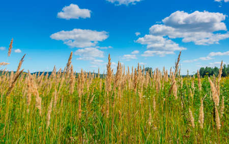 Green yellow wild grass in the afternoonの写真素材