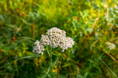 Flowering yarrow Achillea millefolium in a field close